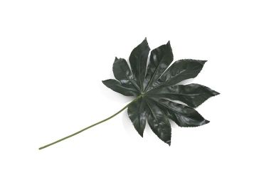 Dekoracija, Fatsia leaf