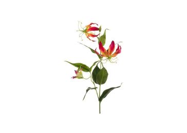 Dekoracija, Gloriosa