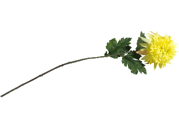 Dekoracija, Chrysanthemum 75 cm